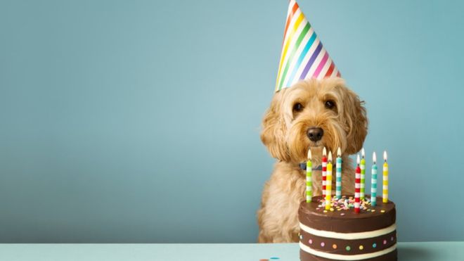 Cómo calcular la "edad humana" de tu perro (y por qué la regla de los 7 años no funciona)