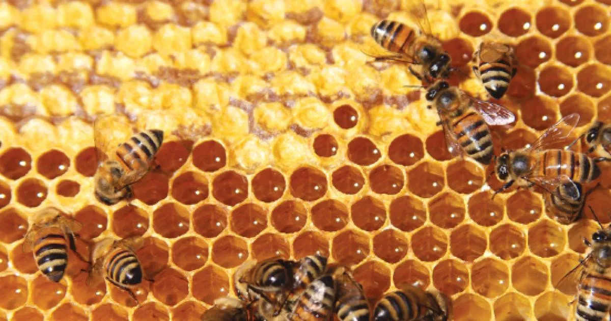 Detectan restos radiactivos nucleares en miel de abeja en Estados Unidos