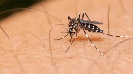 Casos de dengue se duplican en lo que va del 2022
