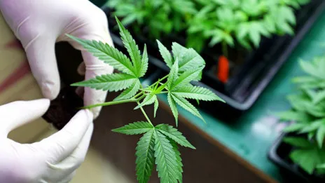 Marruecos autoriza cultivo de cannabis para usos terapéuticos en 3 provincias