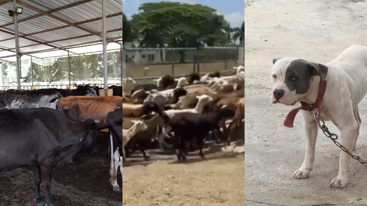 Un millar de chivos, 64 perros y mono capuchino entre animales ocupados en finca allanada en Monte Plata