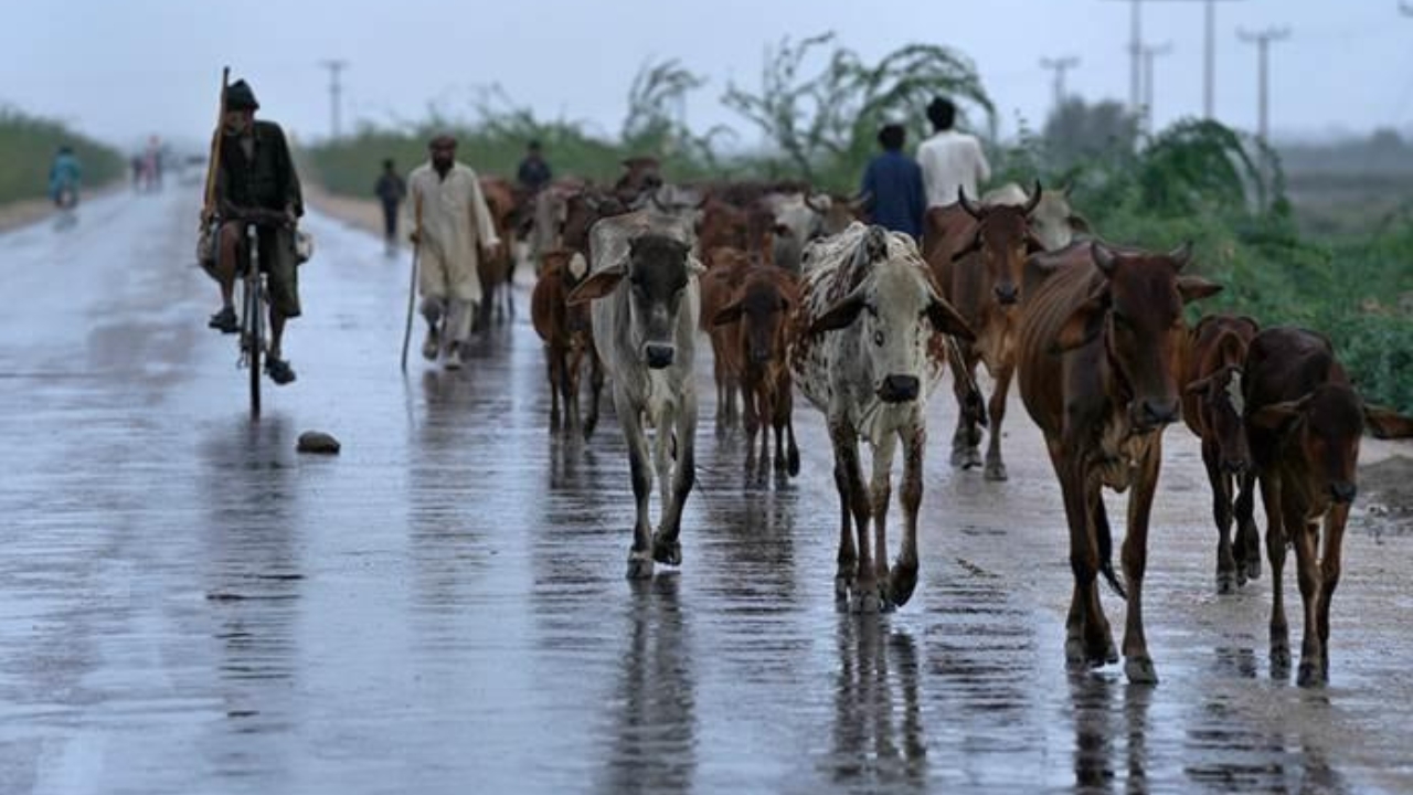 Linchan hombre acusado de contrabando de carne de vaca en la India