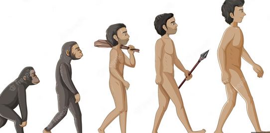 En la evolución de los primates, la masturbación podría servir para aumentar éxito reproductivo de la especie