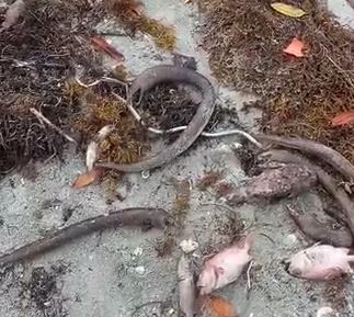 Academia de Ciencias pide investigar la muerte de cientos de peces en Azua