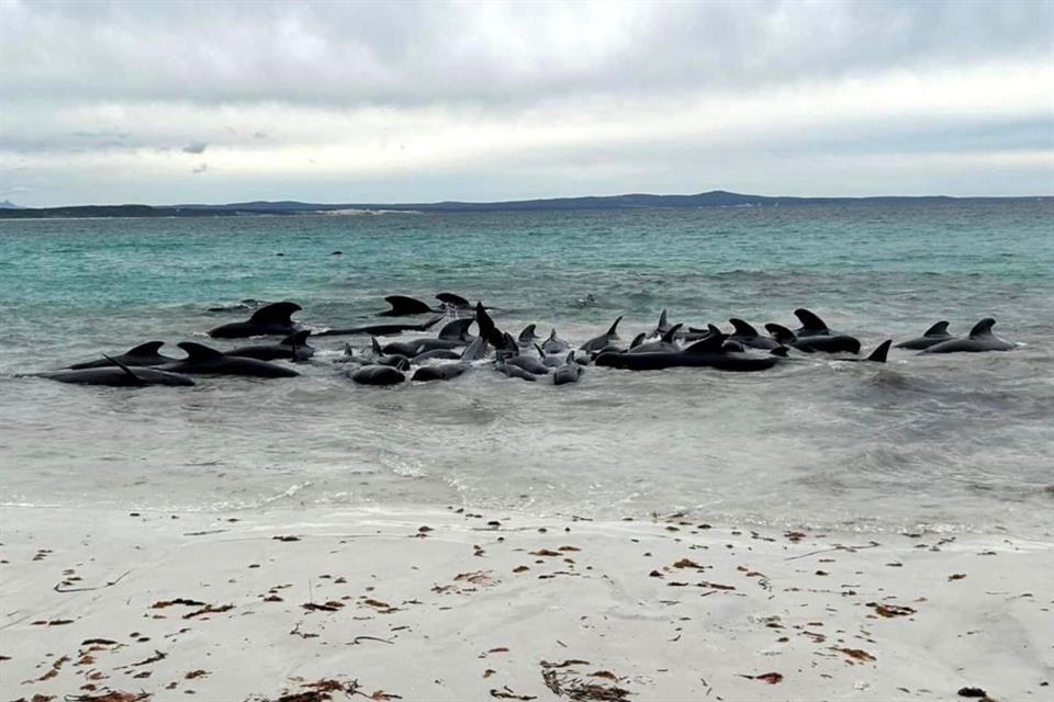 Mueren 51 ballenas piloto tras quedarse varadas en una playa del suroeste de Australia