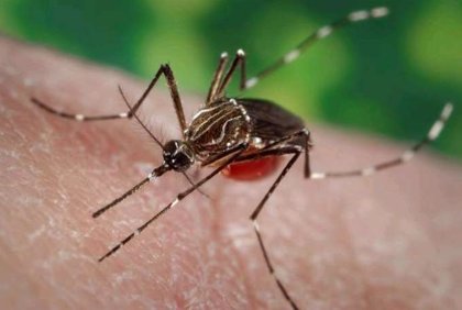 Europa debe prepararse para posibles brotes de dengue tras las olas de calor, según la OMS