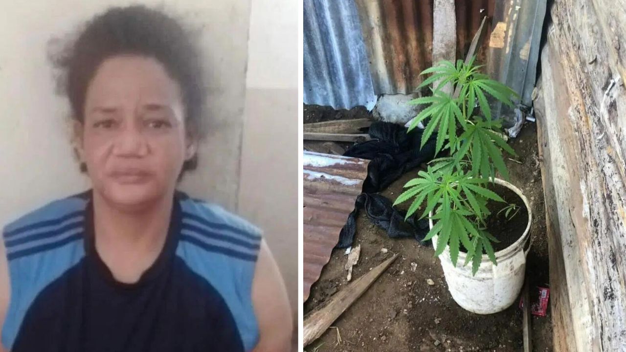 Apresan mujer con tres matas de marihuana en Mao