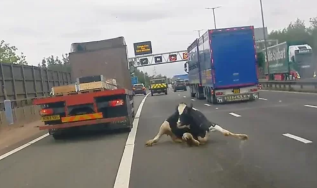 ¡Suceso! Dos vacas caen de un camión en medio de una carretera en Inglaterra