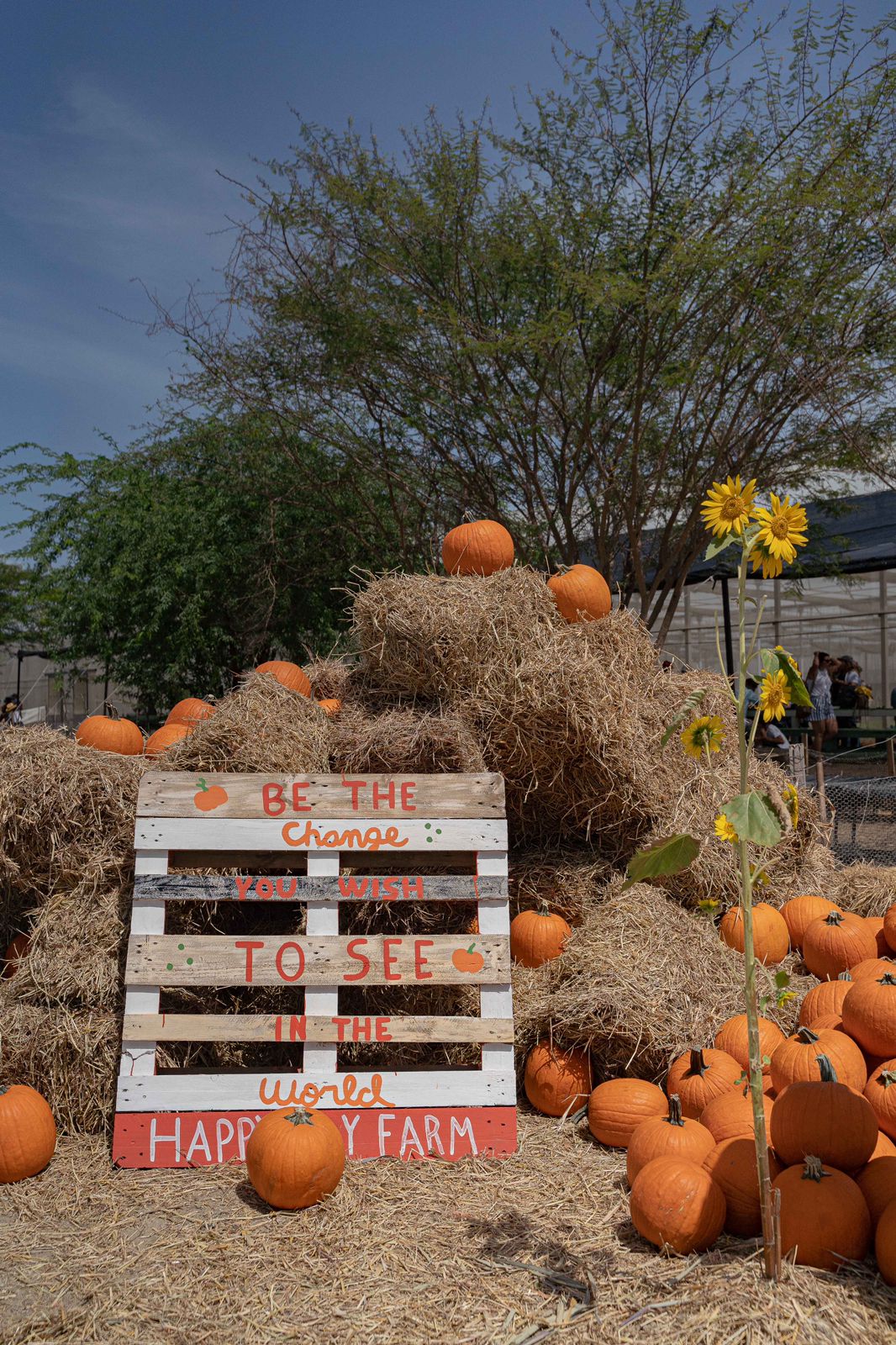 Calabazas y Girasoles serán protagonistas en el Pumpkin Patch 2023