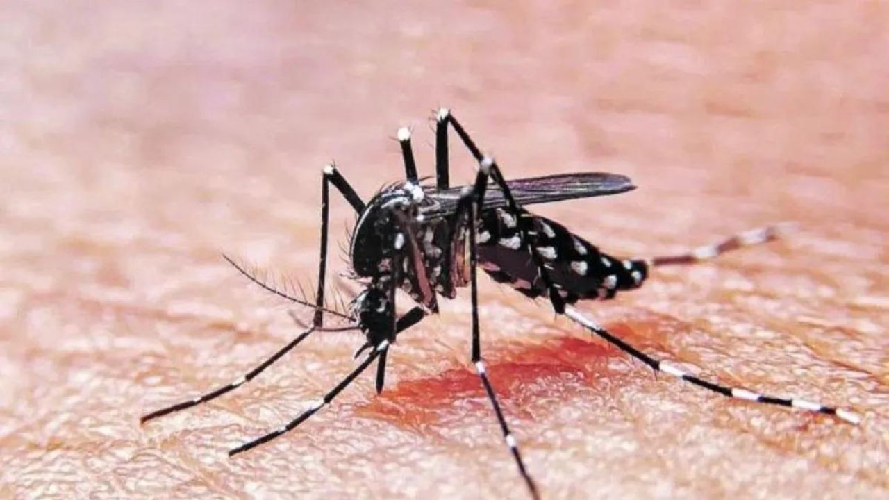 Avanza un brote de dengue con 312 casos y 19 fallecidos en dos estados de Sudán