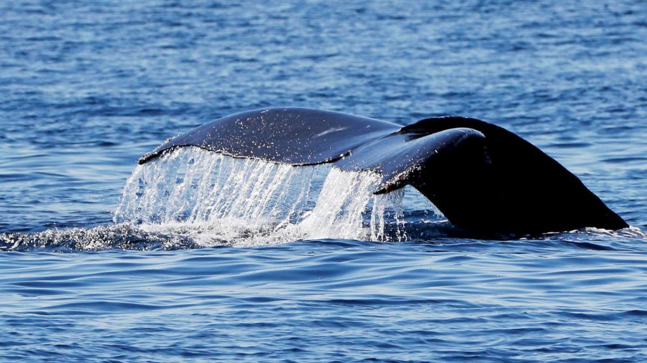 La inteligencia artificial protegerá ballenas y delfines de los barcos