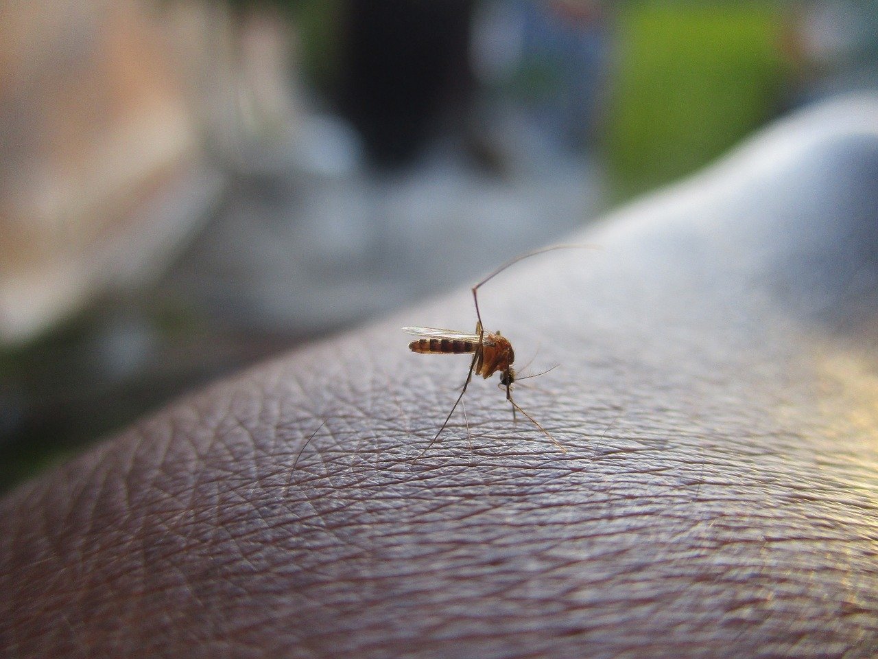 Piden a alcaldes integrarse a operativos para eliminar criaderos de mosquitos