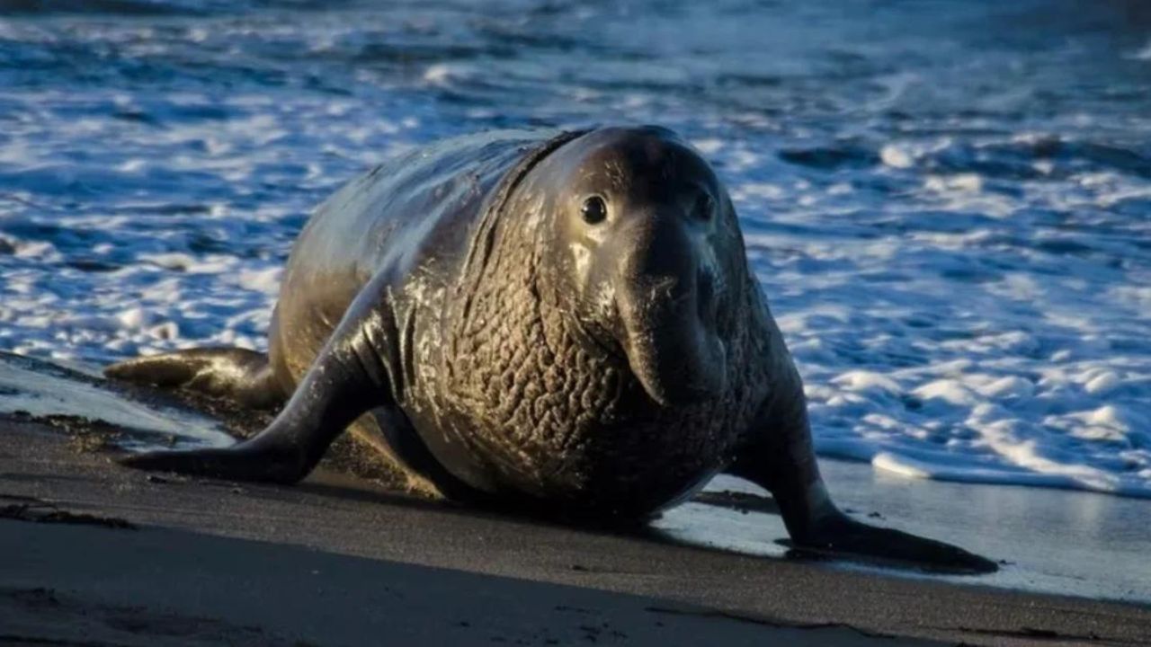 Detectan primer caso de gripe aviar en un elefante marino