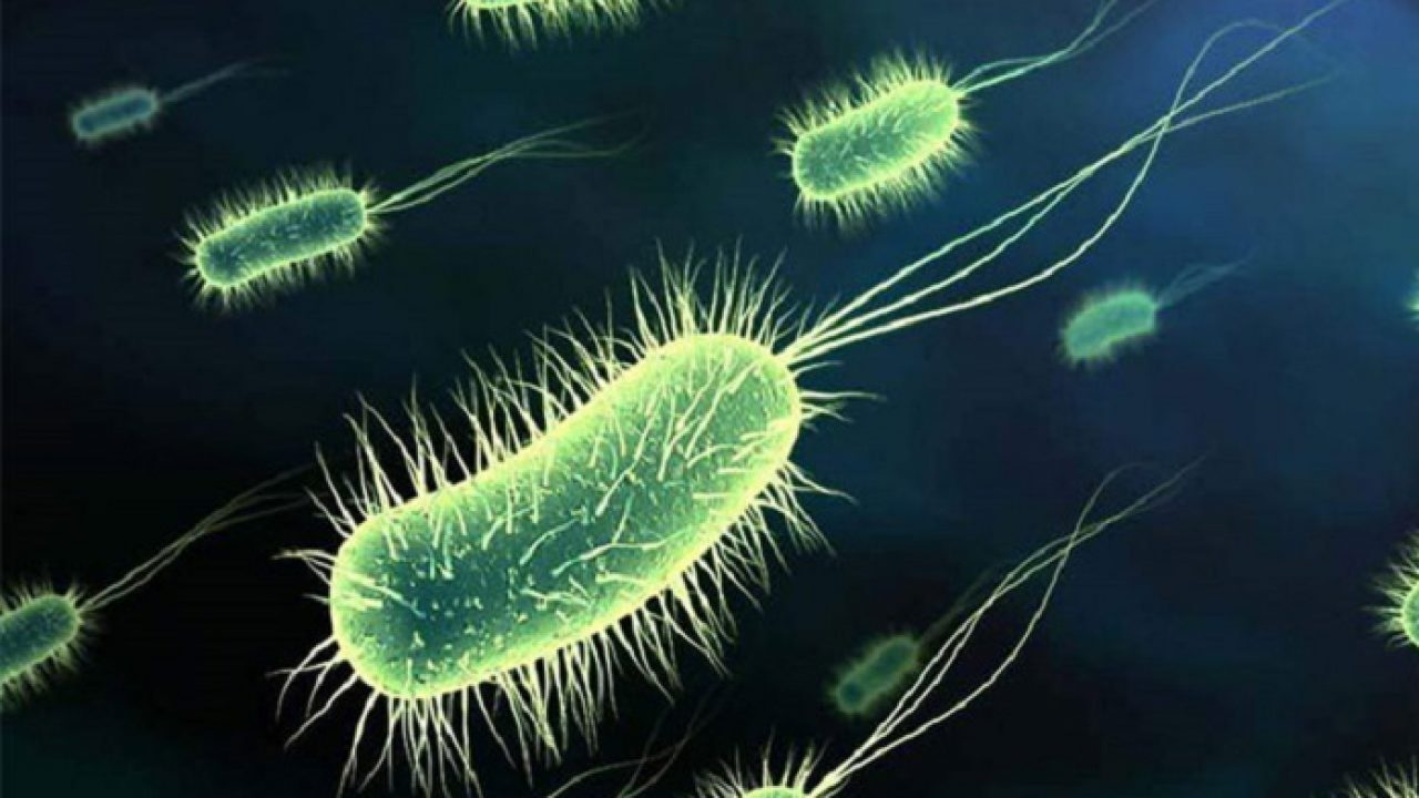 Científicos logran triplicar la capacidad de bacteria E.coli para producir electricidad