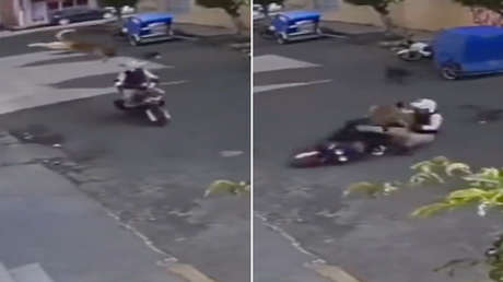 Perrito se lanza desde una azotea y derriba a un motociclista