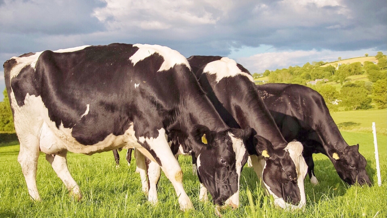Mueren 7 vacas al ser impactadas por un rayo en Barahona