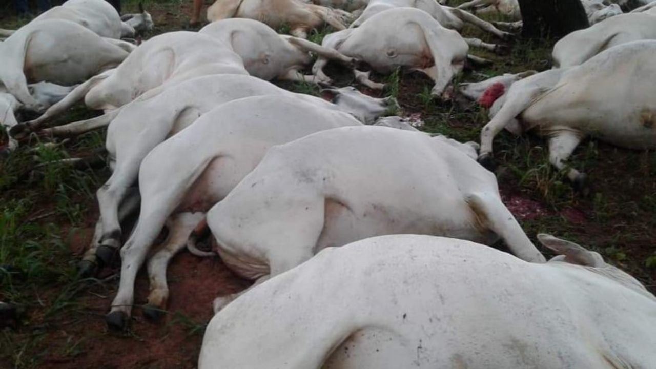 Mueren 80 vacas y dos caballos al ser impactadas por un rayo