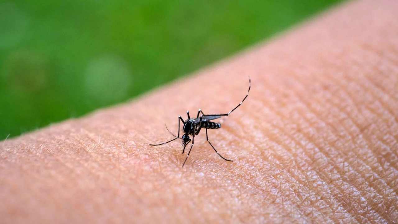 MSP continua reforzando acciones contra dengue