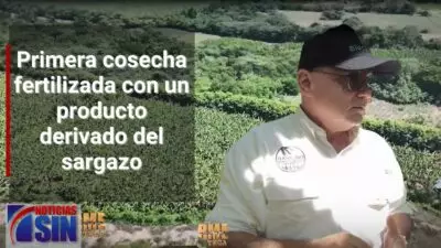 #ElInforme: Transformando el sargazo (1)
