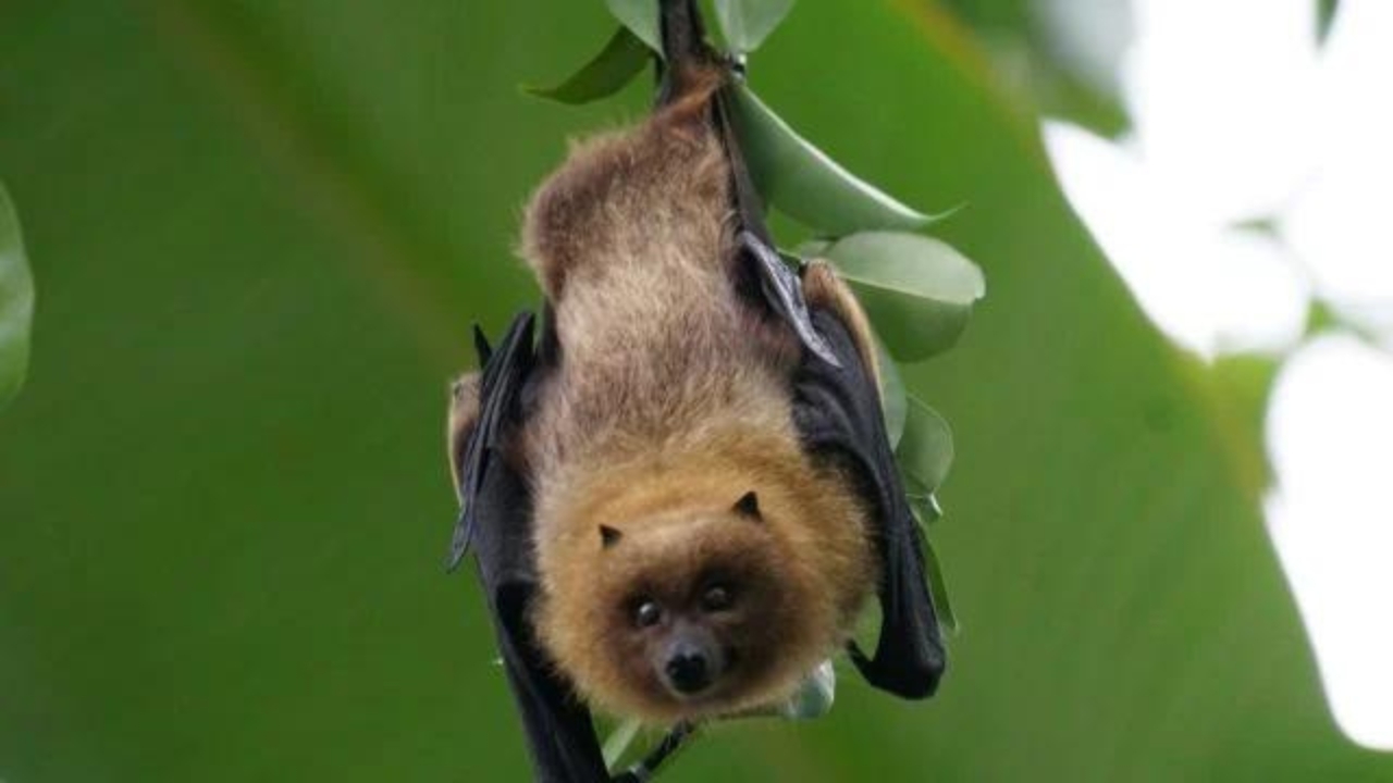 Hallan en un tipo de murciélago primer caso de reproducción sin penetración en mamíferos
