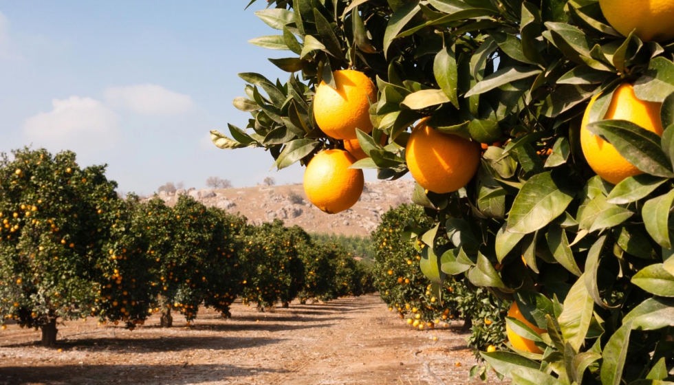Plantaciones de cítricos sufren efectos del calentamiento global