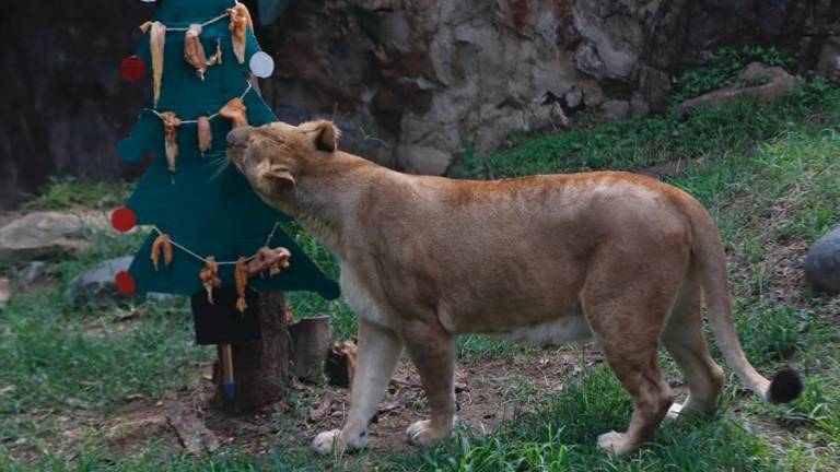 Aves, oso, leones, monos y tortugas celebran una singular Navidad en Ecuador