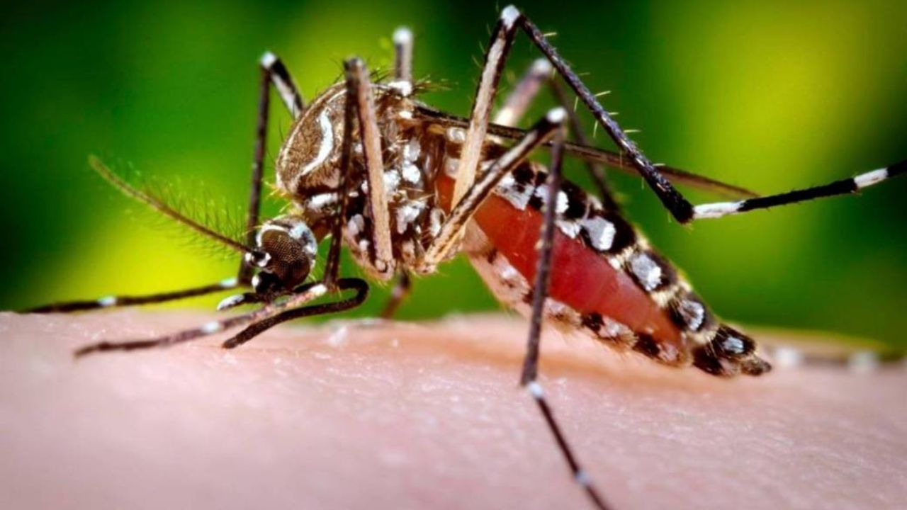 La OMS eleva a alto el riesgo de expansión global del dengue, con 5,000 muertes en 2023
