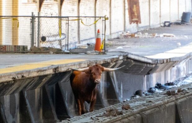 Un toro salta a las vías y retrasa los trenes entre NY y NJ