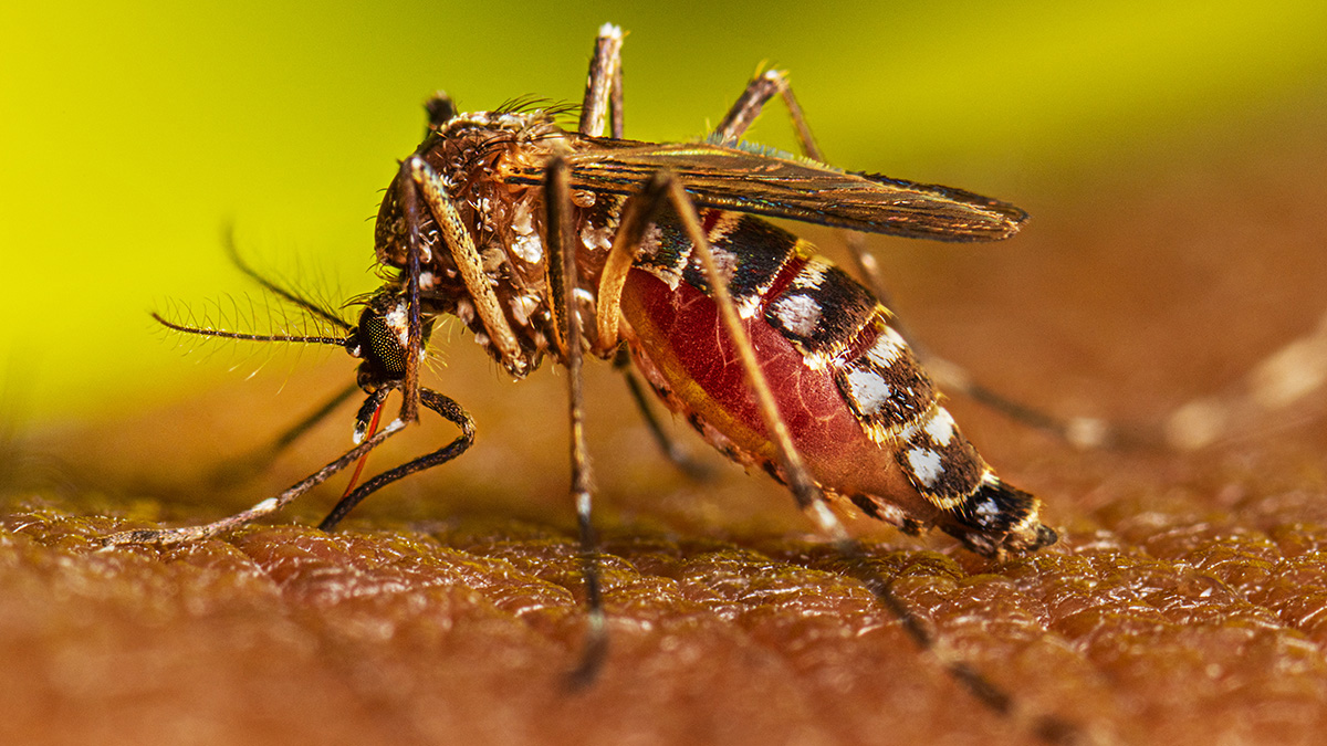 Aumentan casos de dengue en Santiago