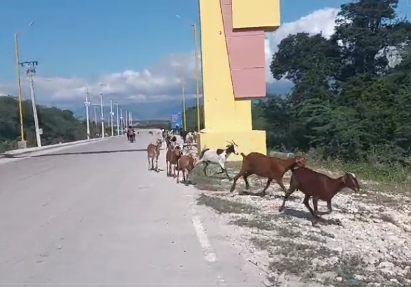 Animales continúan sin control en Jimaní