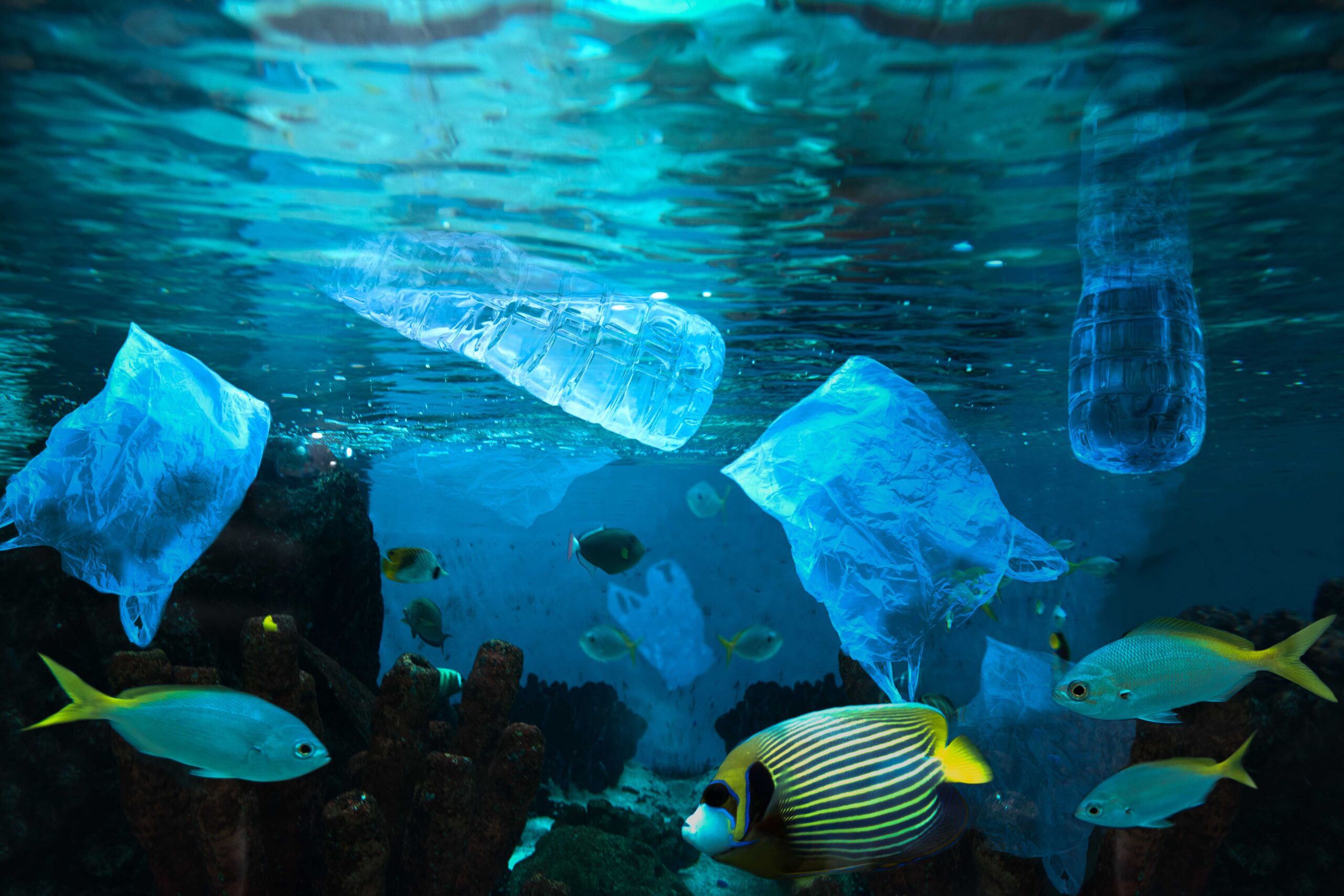¿Comemos el plástico que comen los peces?