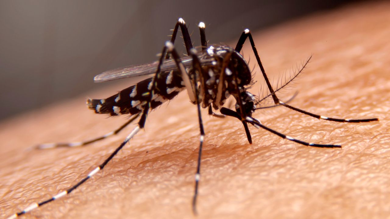 Casos de dengue en Argentina marcaron un récord en febrero, según expertos