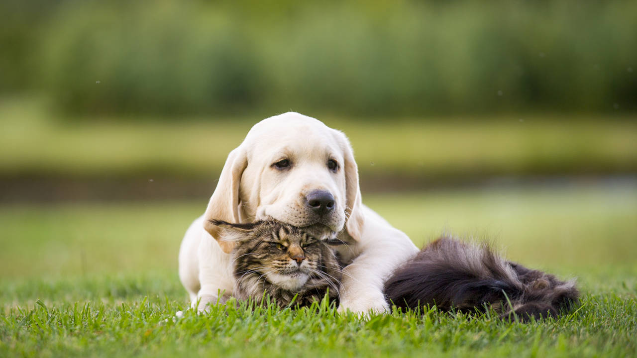 Solicitan incluir derechos de los animales en debate presidencial y congresual