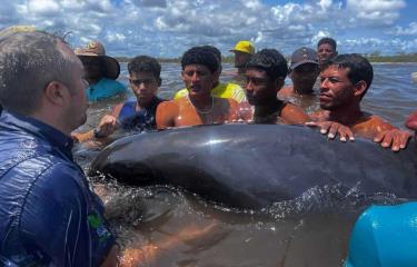 Rescatan a más de 200 delfines que quedaron varados en una playa del noroeste de Venezuela