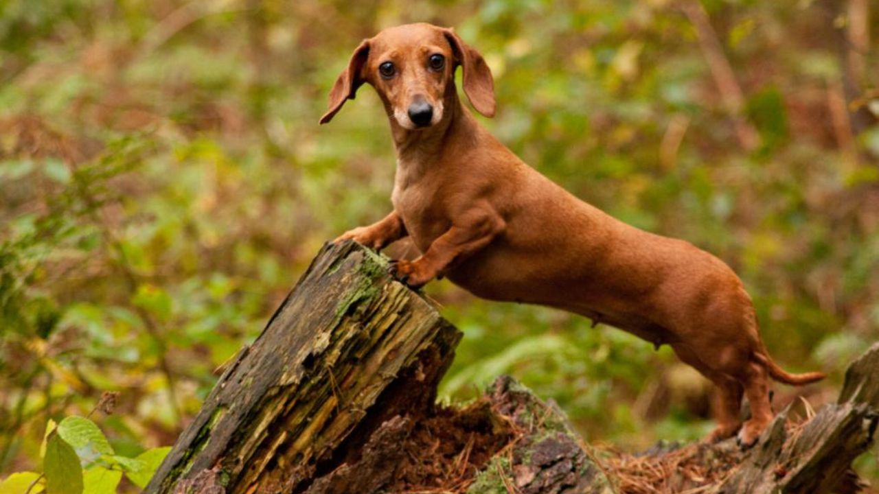 Someten mujer a cinco horas de cirugía tras ser atacada por un perro salchicha