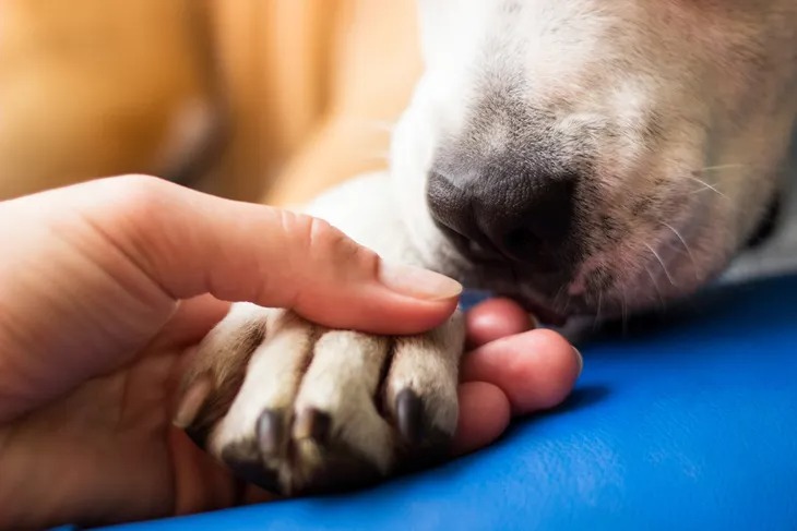 Los perros también pueden contraer la enfermedad de Lyme