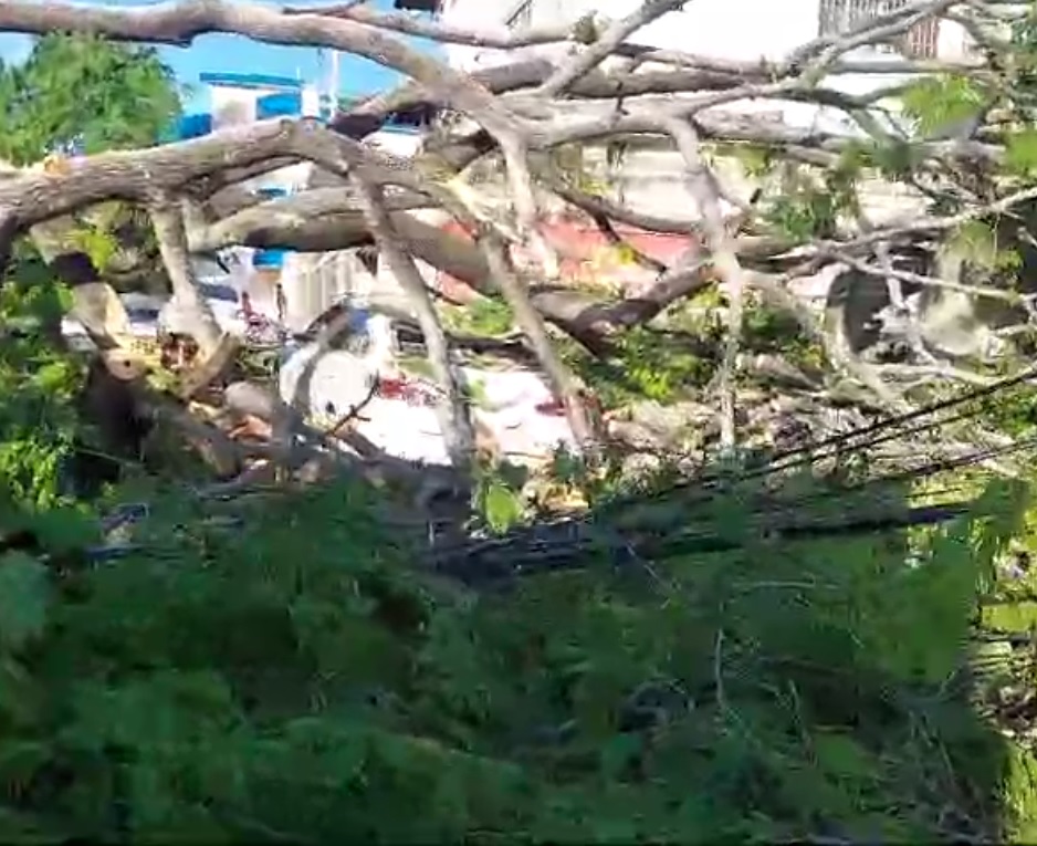 Árbol caído en Los Ríos destruyó yipeta que estaba en un taller; parte del barrio quedó sin luz