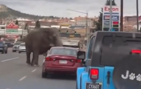 Elefante fugitivo detiene el tráfico en las calles de Butte, Montana, EEUU