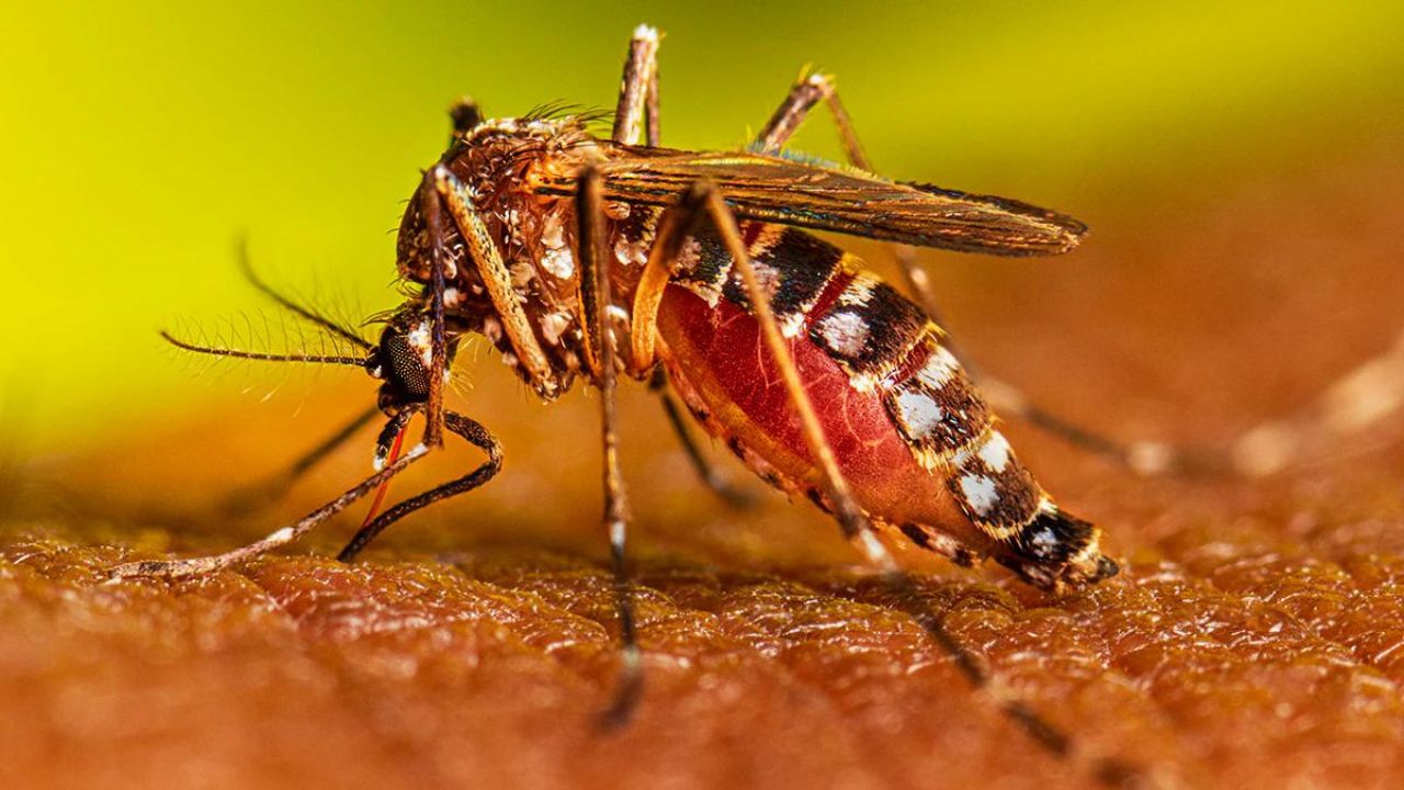 Ante lluvias sectores vulnerables toman medidas preventivas contra el Dengue