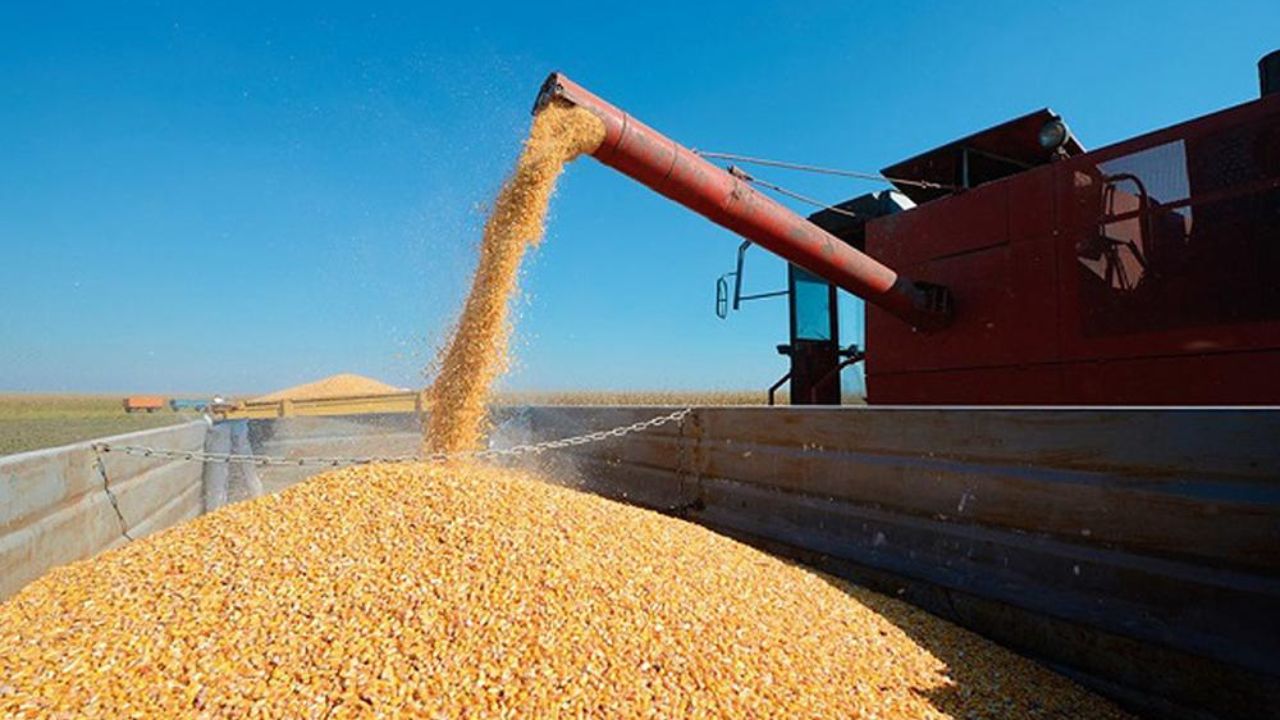 Rusia prevé producir 132 millones de toneladas de grano en 2024