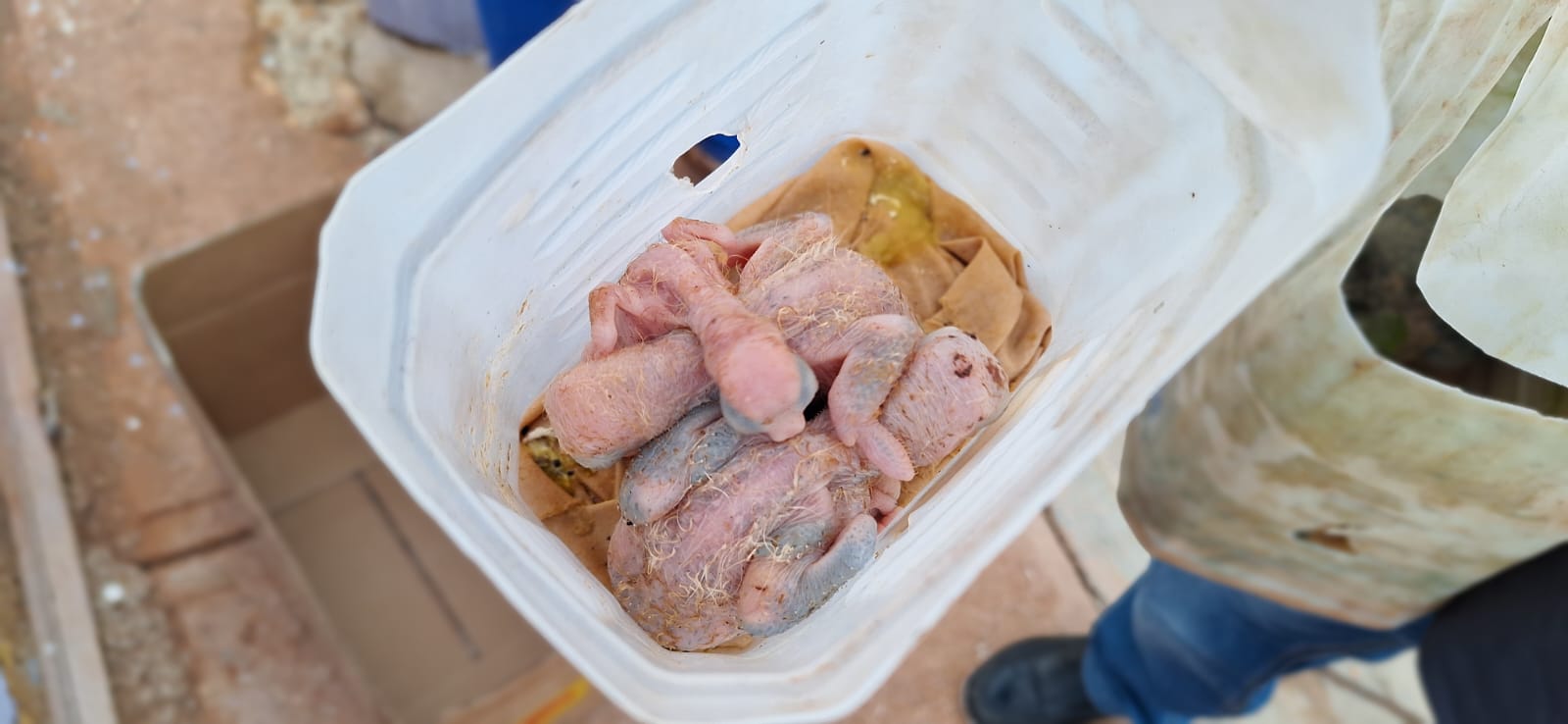 Imponen coerción a acusados de tráfico ilegal de 8 pichones de cotorras