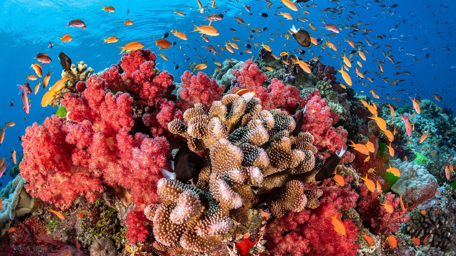 Declaran emergencia ambiental en PR por especie invasora que afecta los corales