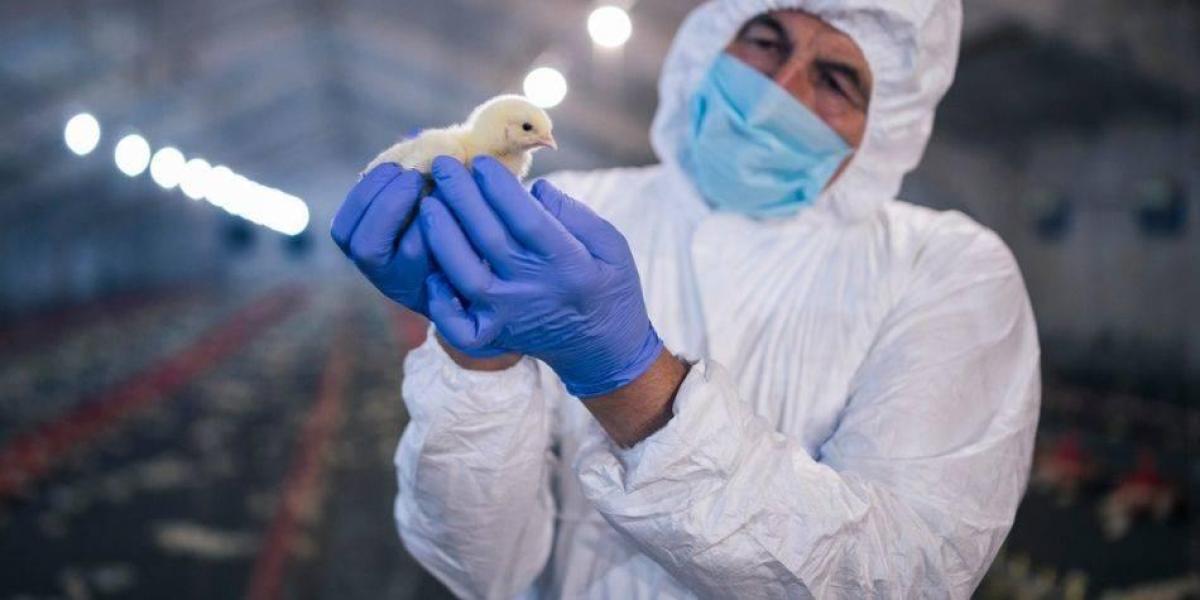CDC confirma 66 casos de gripe aviar en humanos en EEUU; detectan mutaciones preocupantes en paciente
