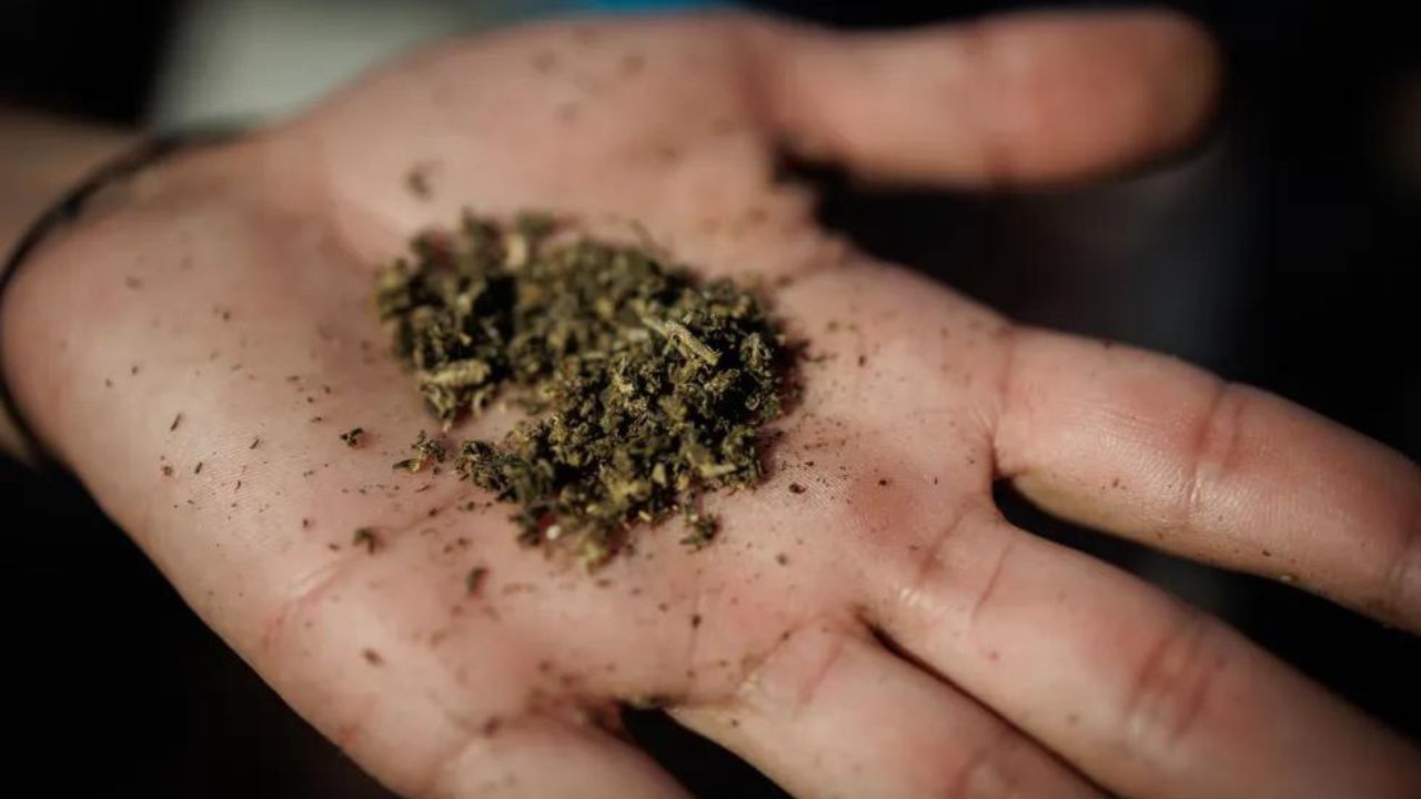 Supremo de Brasil establece 40 gramos de marihuana para distinguir usuario y traficante
