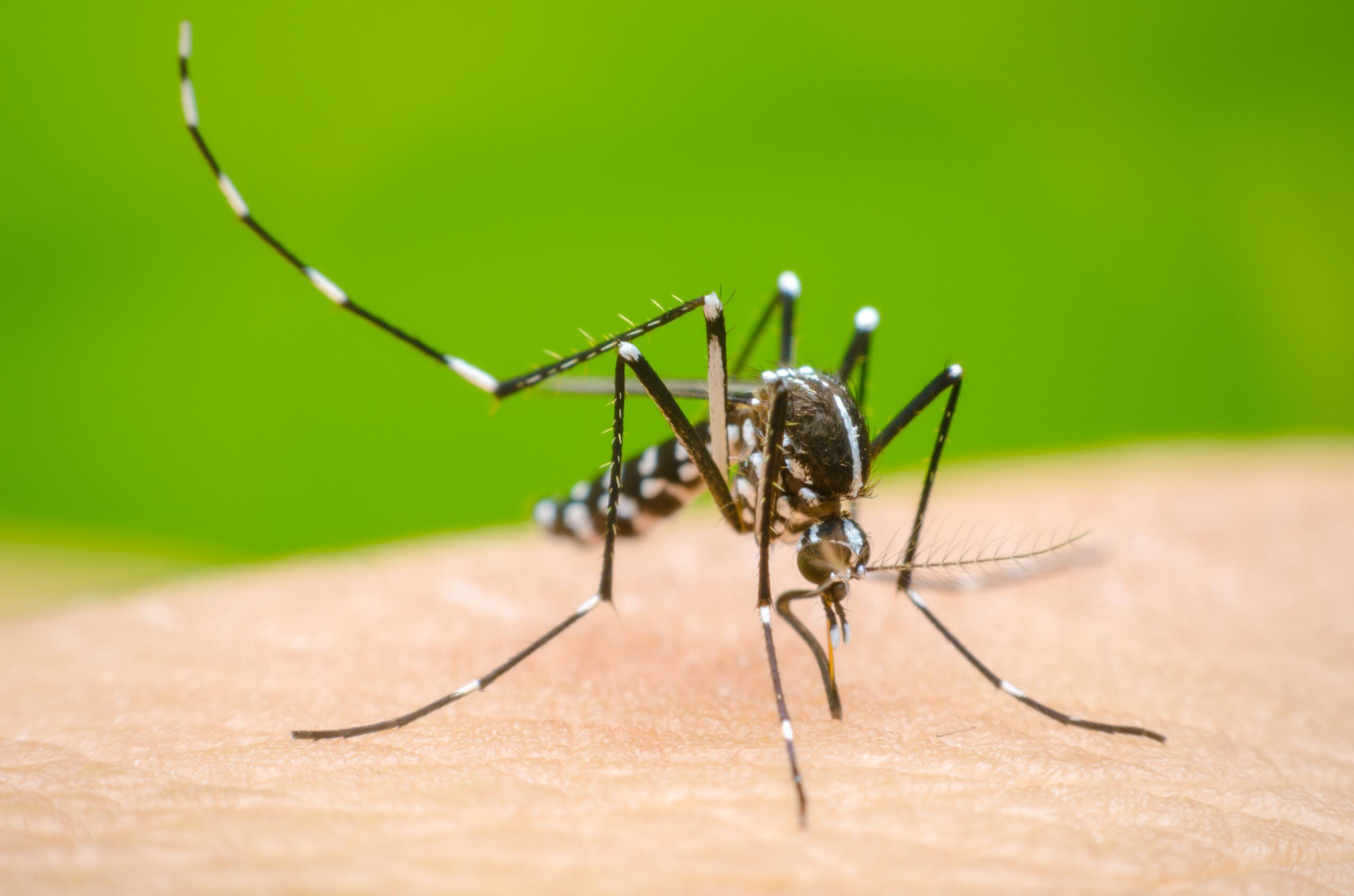 RD avanza contra el dengue con apoyo de la OPS