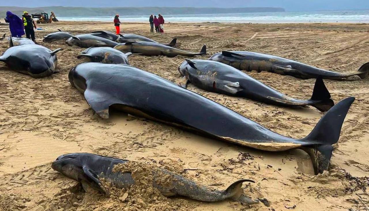 Hallan al menos 77 ballenas varadas en una playa de las islas Orcadas (Escocia)