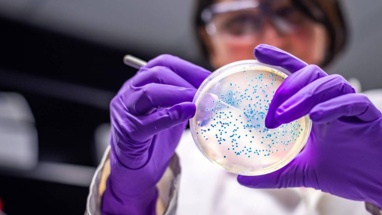 OPS emite alerta epidemiológica por virus de Oropouche