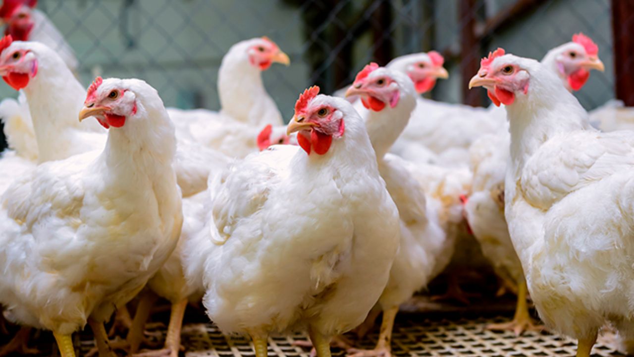 Por el alto precio disminuye venta de carne de pollo