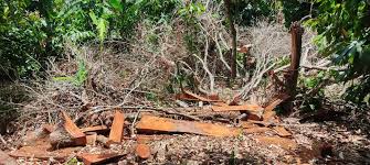 Dice Procuraduría Ambiental y Migración actúan irresponsablemente frente a destrozo de ecosistemas
