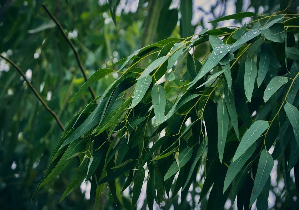¿Cuál es el árbol que ahuyenta a los mosquitos?